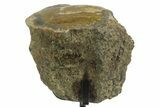 Theropod Dinosaur Agatized Limb Section W Metal Stand - Texas #377877-2